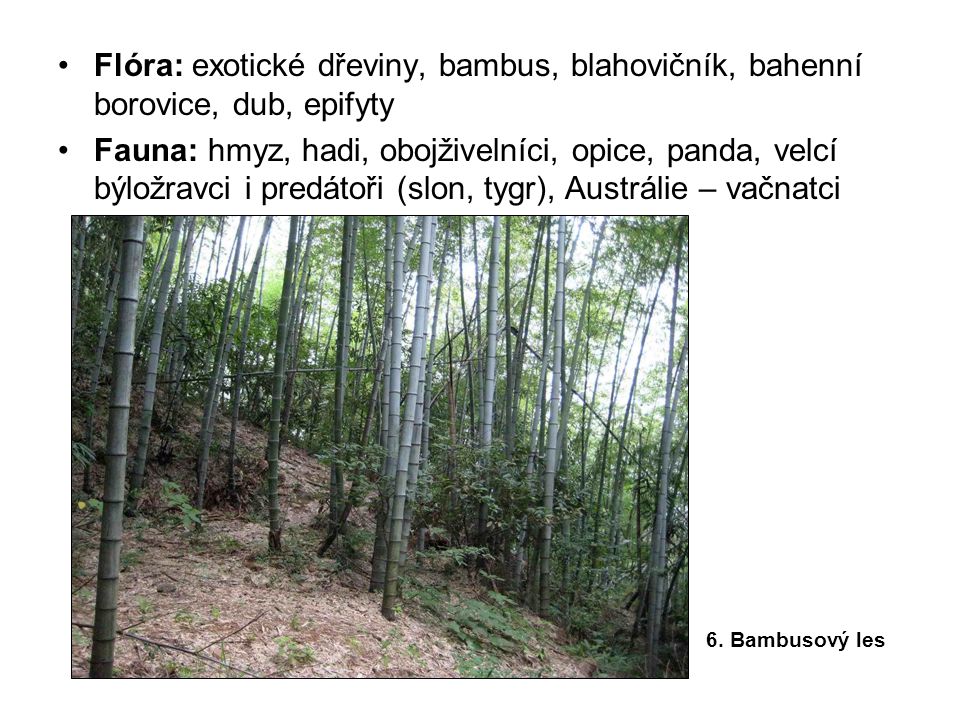 Flóra: exotické dřeviny, bambus, blahovičník, bahenní borovice, dub, epifyty