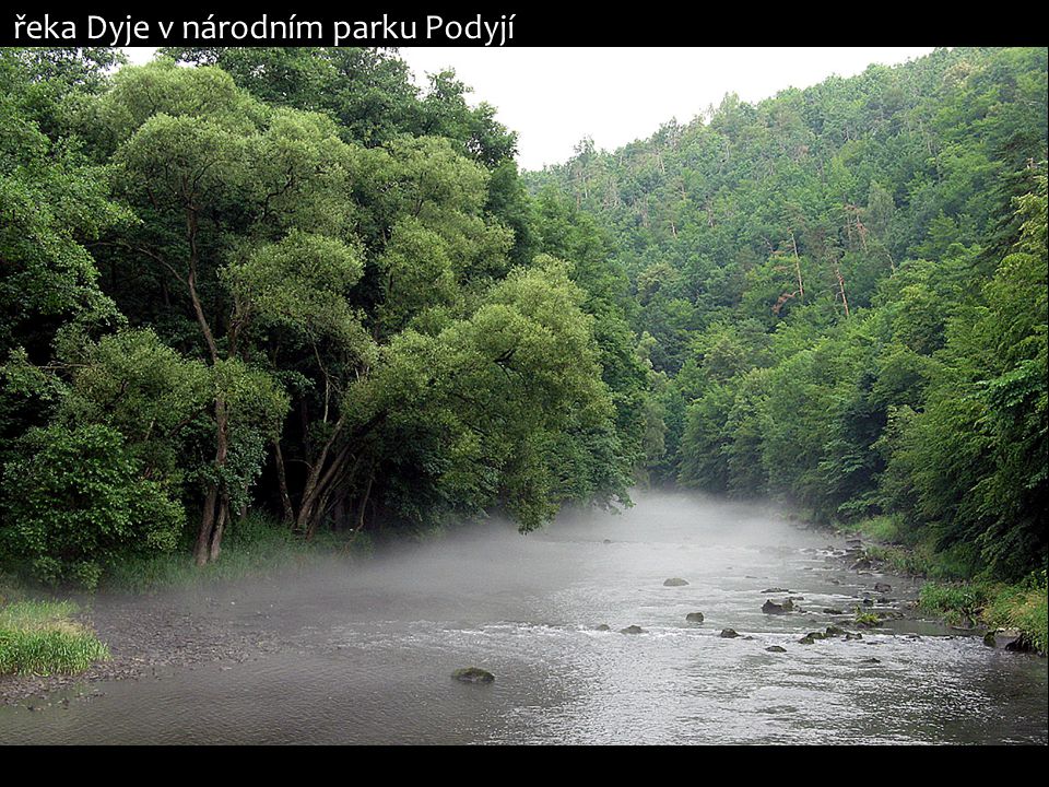 řeka Dyje v národním parku Podyjí