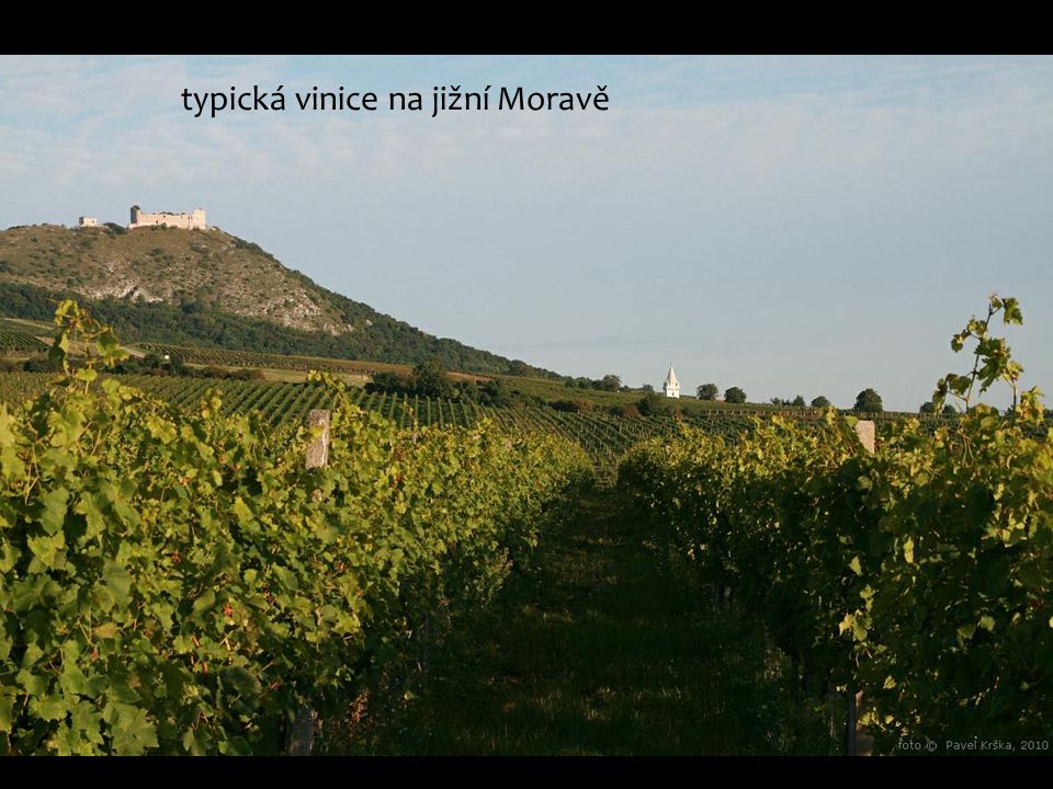 typická vinice na jižní Moravě
