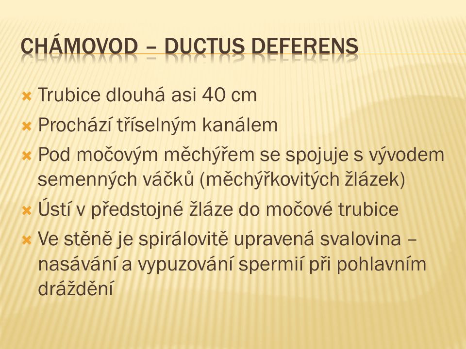 Chámovod – ductus deferens