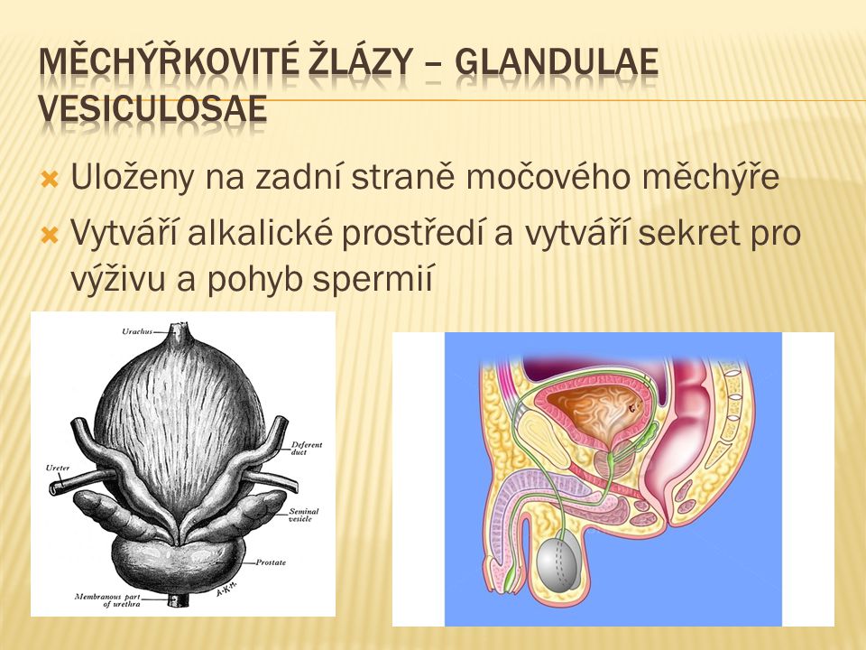 Měchýřkovité žlázy – glandulae vesiculosae