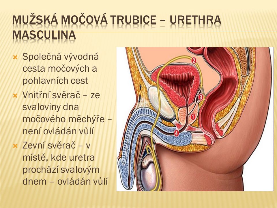 Mužská močová trubice – urethra masculina