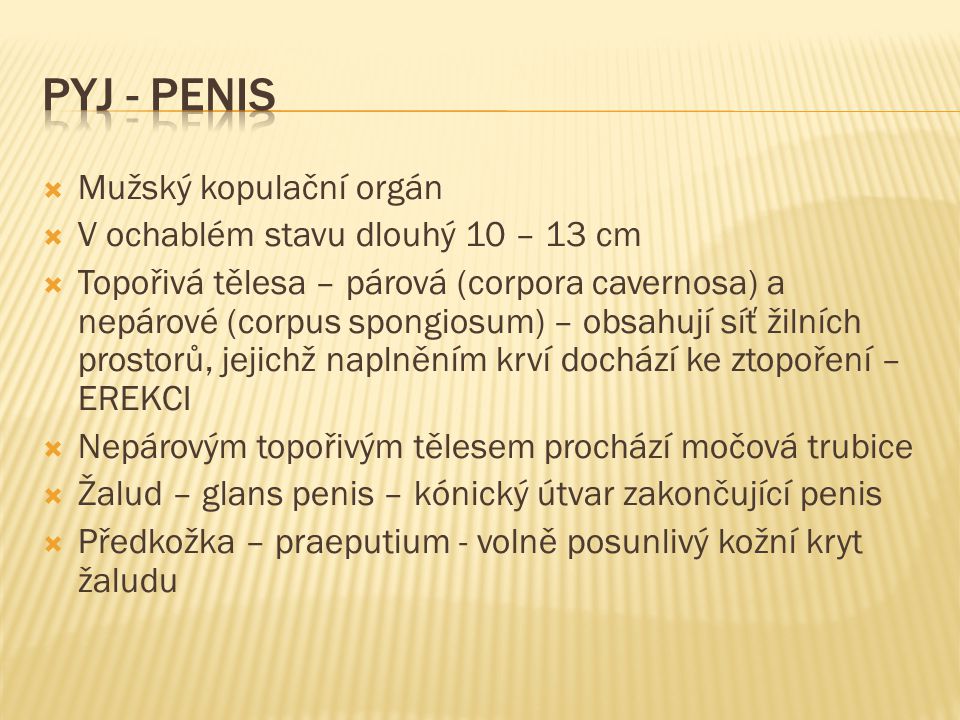 Pyj - penis Mužský kopulační orgán V ochablém stavu dlouhý 10 – 13 cm