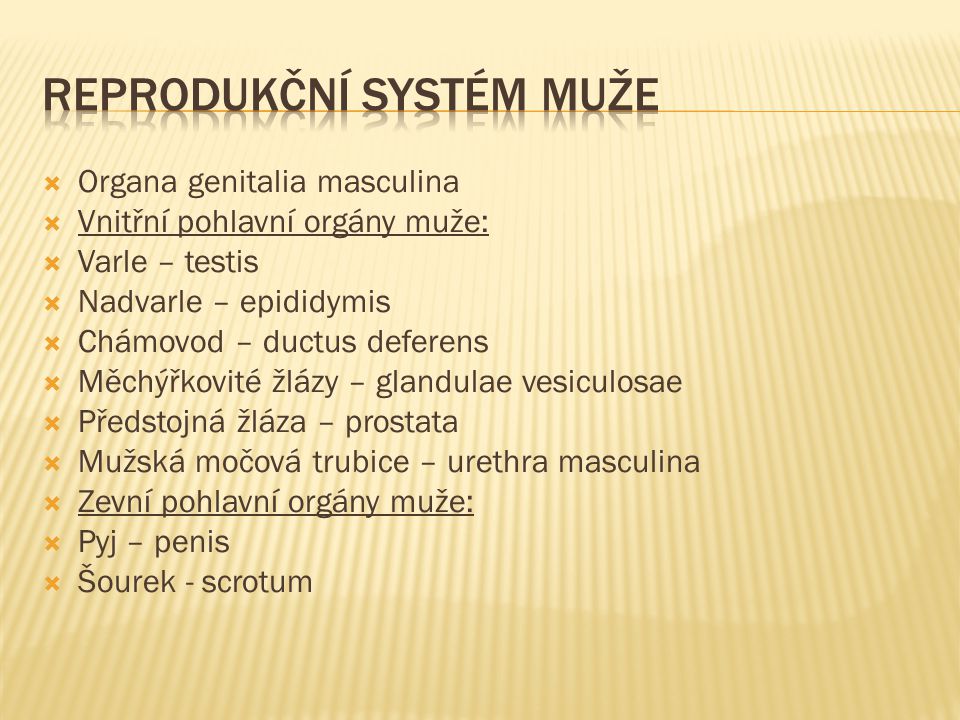 Reprodukční systém muže