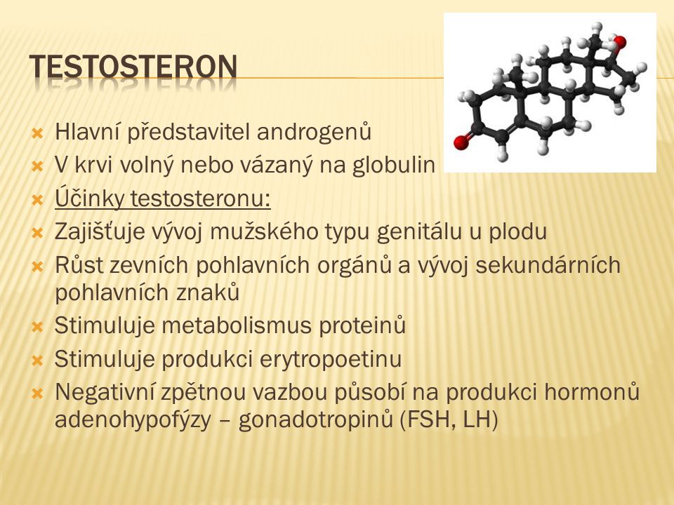 Testosteron Hlavní představitel androgenů