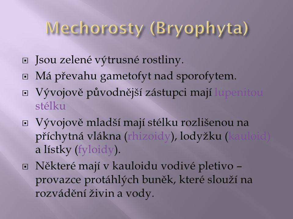 Mechorosty (Bryophyta)