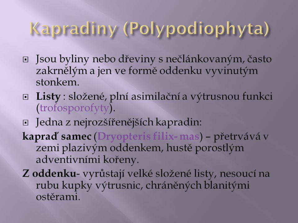 Kapradiny (Polypodiophyta)