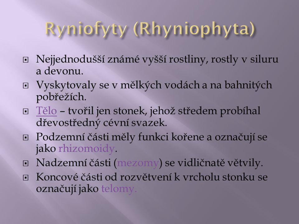 Ryniofyty (Rhyniophyta)