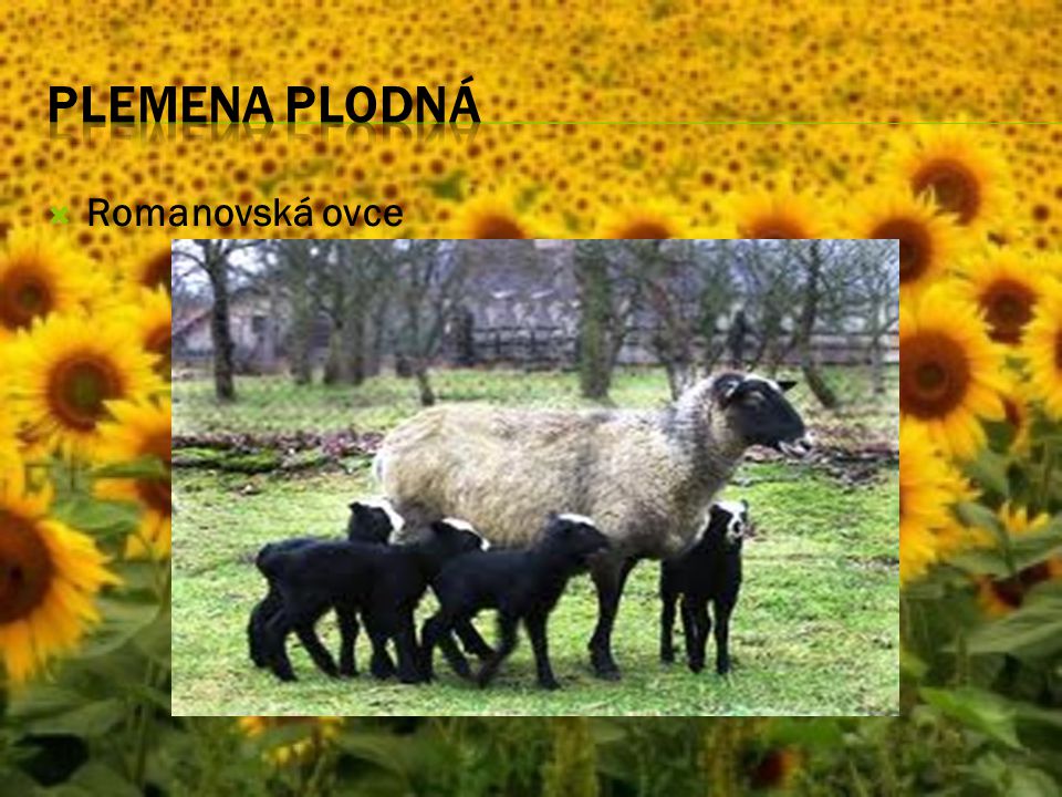 Plemena plodná Romanovská ovce