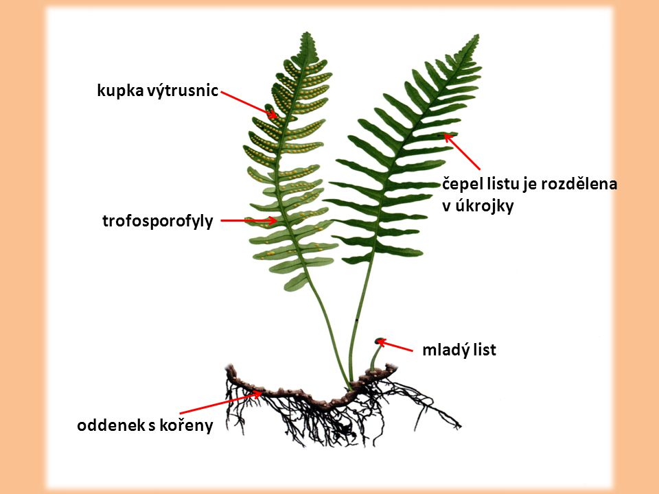 kupka výtrusnic čepel listu je rozdělena v úkrojky trofosporofyly mladý list oddenek s kořeny