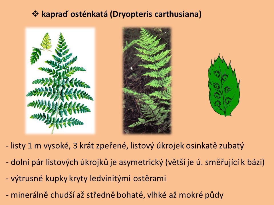 kapraď osténkatá (Dryopteris carthusiana)