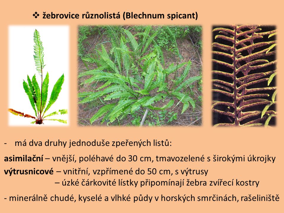 žebrovice různolistá (Blechnum spicant)