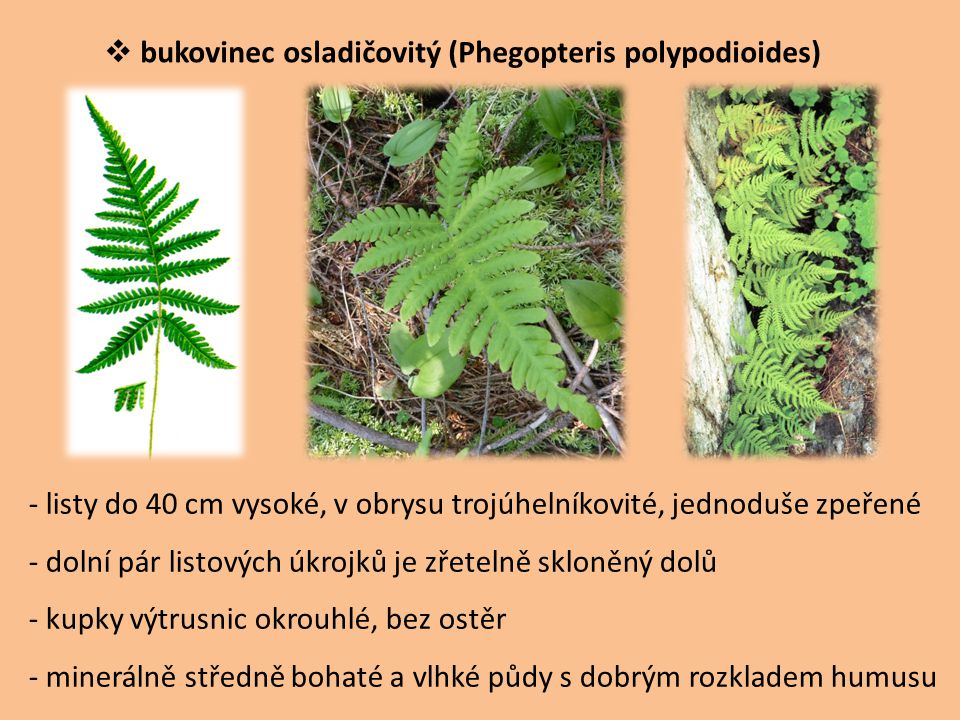 bukovinec osladičovitý (Phegopteris polypodioides)