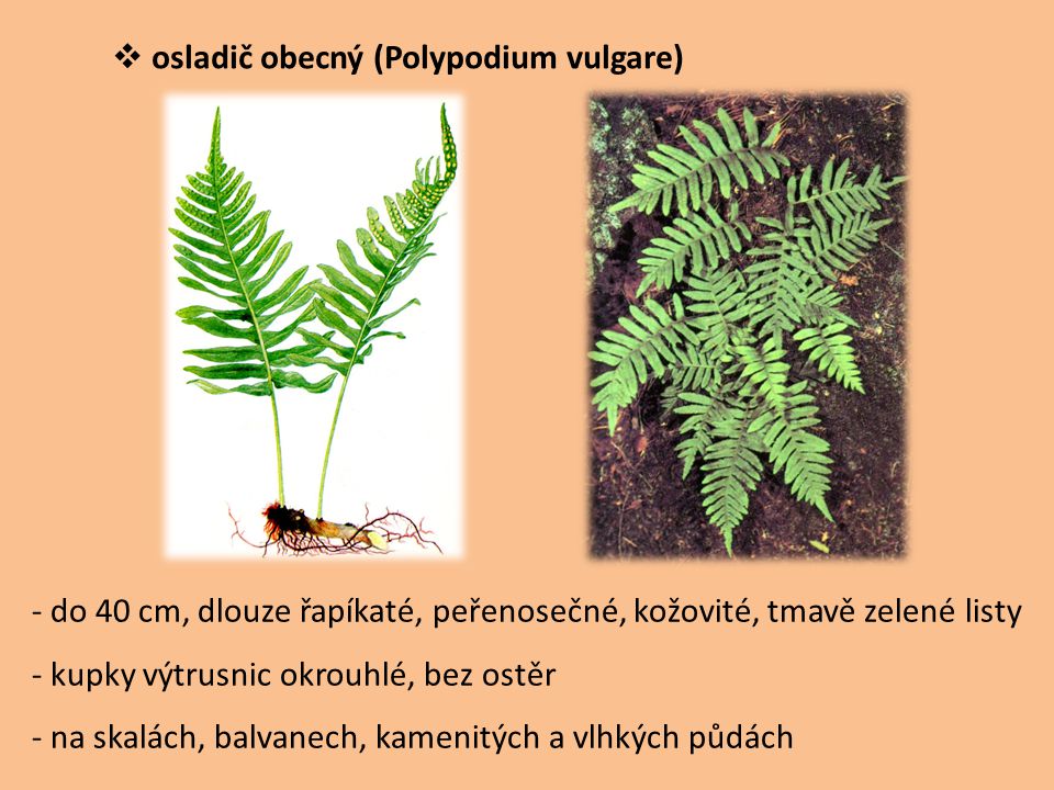 osladič obecný (Polypodium vulgare)
