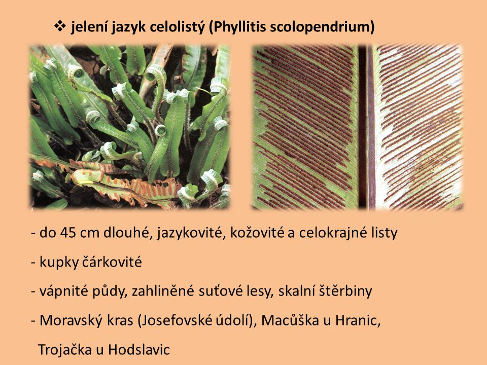jelení jazyk celolistý (Phyllitis scolopendrium)