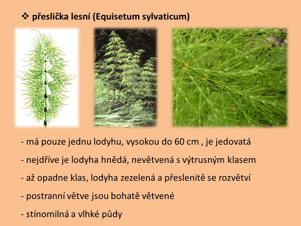 přeslička lesní (Equisetum sylvaticum)