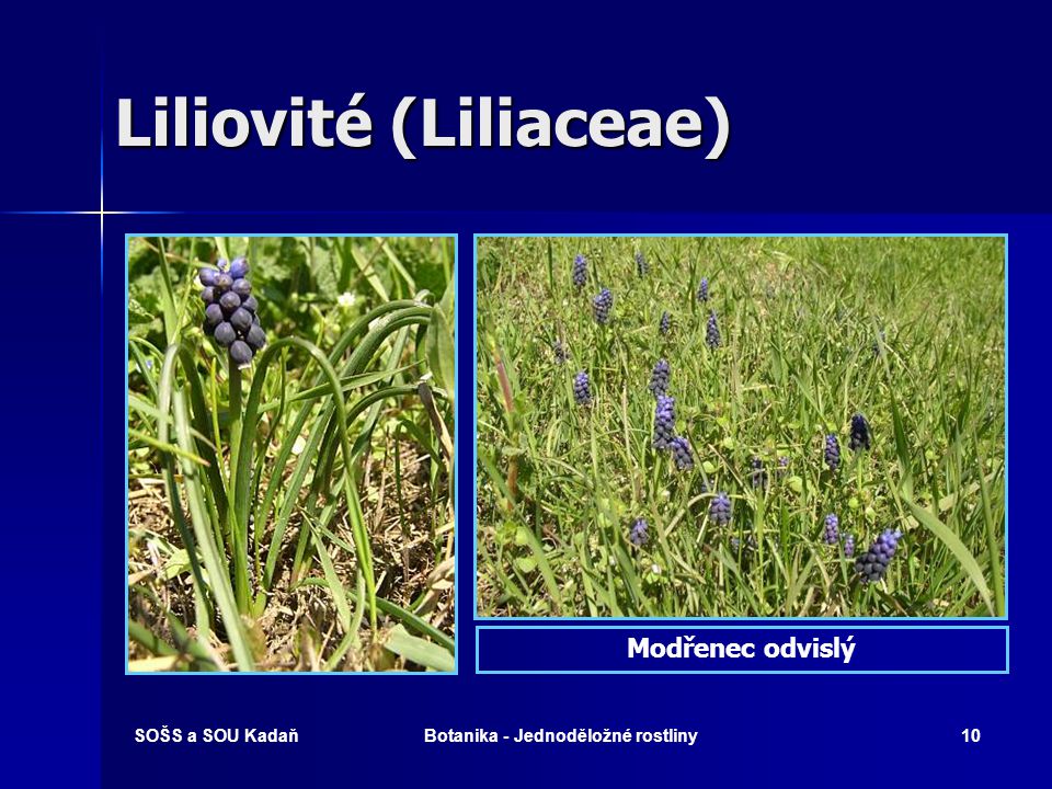 Liliovité (Liliaceae)