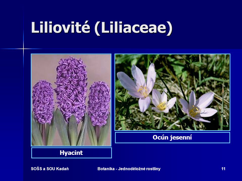 Liliovité (Liliaceae)