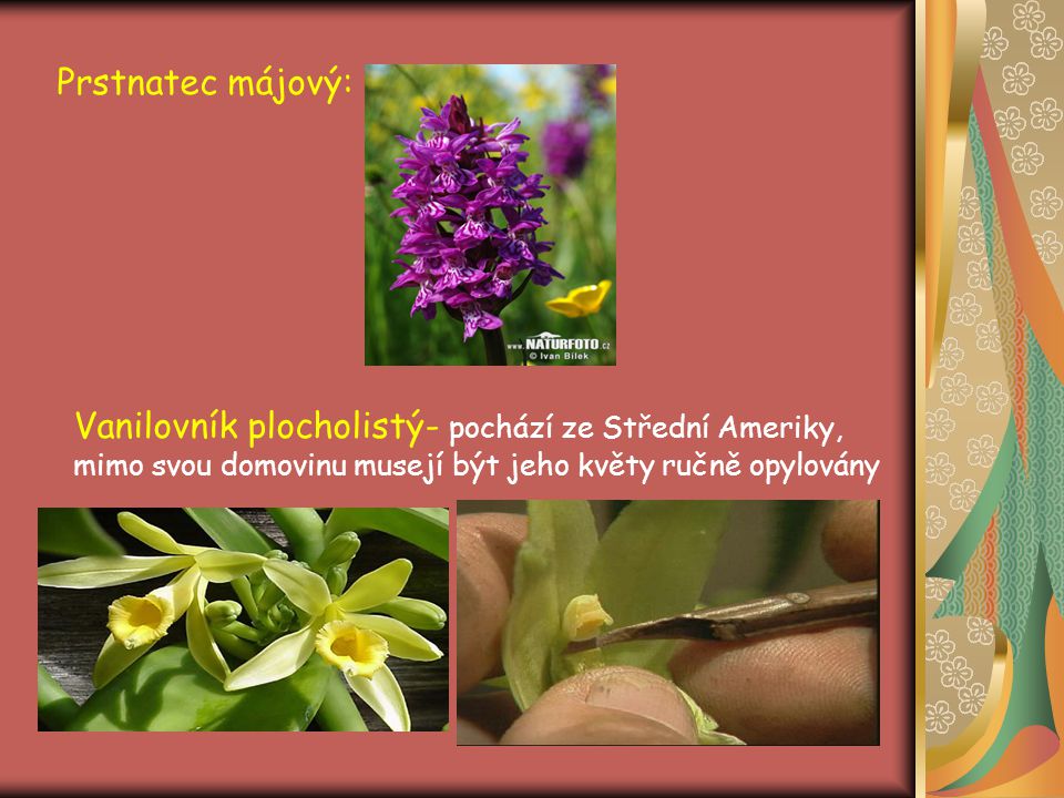 Prstnatec májový: Vanilovník plocholistý- pochází ze Střední Ameriky, mimo svou domovinu musejí být jeho květy ručně opylovány.