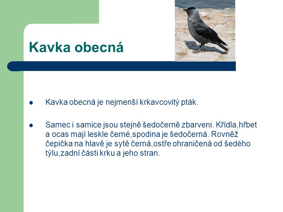Kavka obecná Kavka obecná je nejmenší krkavcovitý pták.