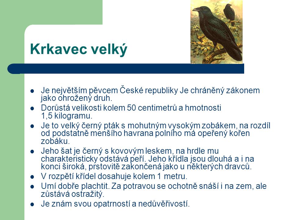 Krkavec velký Je největším pěvcem České republiky Je chráněný zákonem jako ohrožený druh.