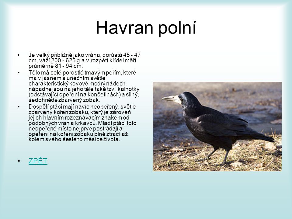 Havran polní Je velký přibližně jako vrána, dorůstá cm, váží g a v rozpětí křídel měří průměrně cm.