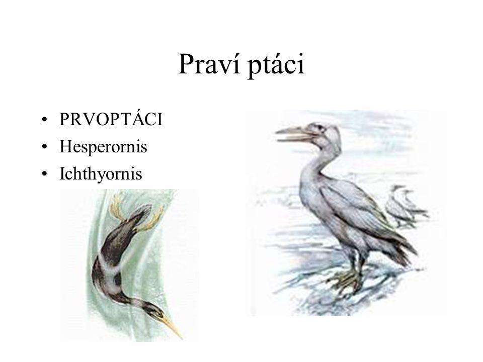 Praví ptáci PRVOPTÁCI Hesperornis Ichthyornis