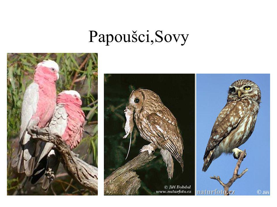 Papoušci,Sovy