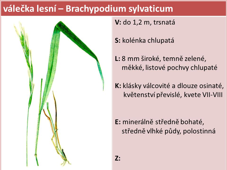 válečka lesní – Brachypodium sylvaticum