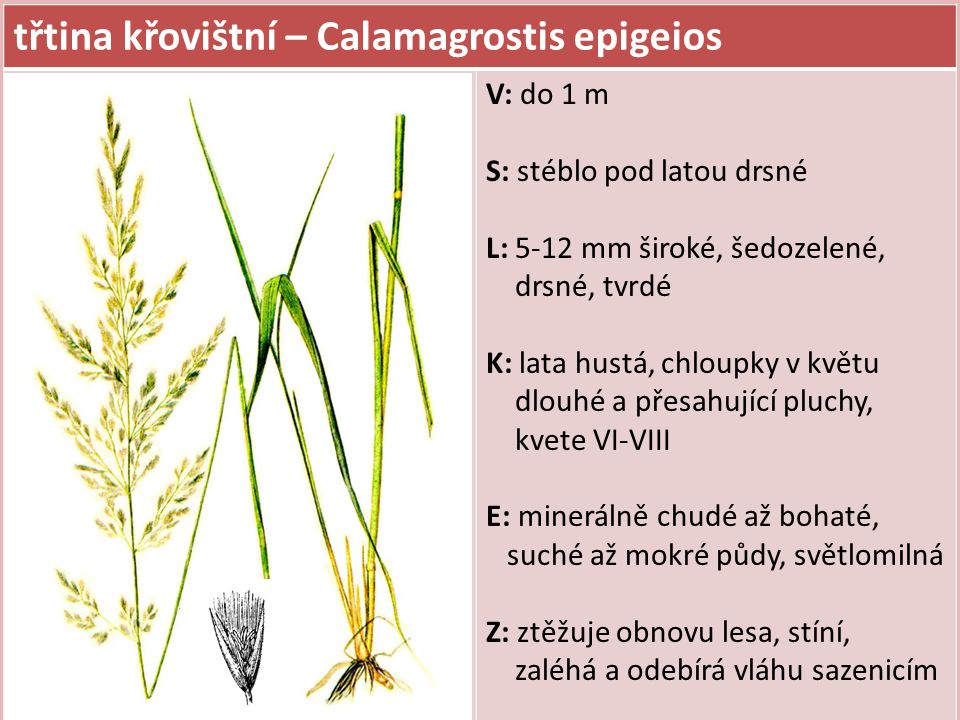 třtina křovištní – Calamagrostis epigeios