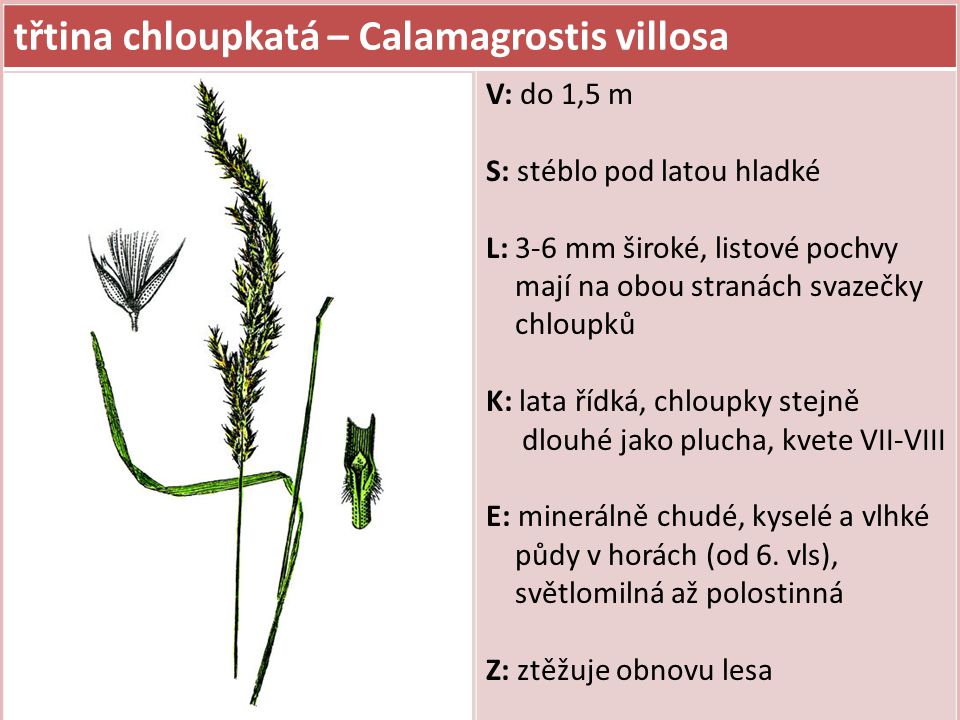 třtina chloupkatá – Calamagrostis villosa