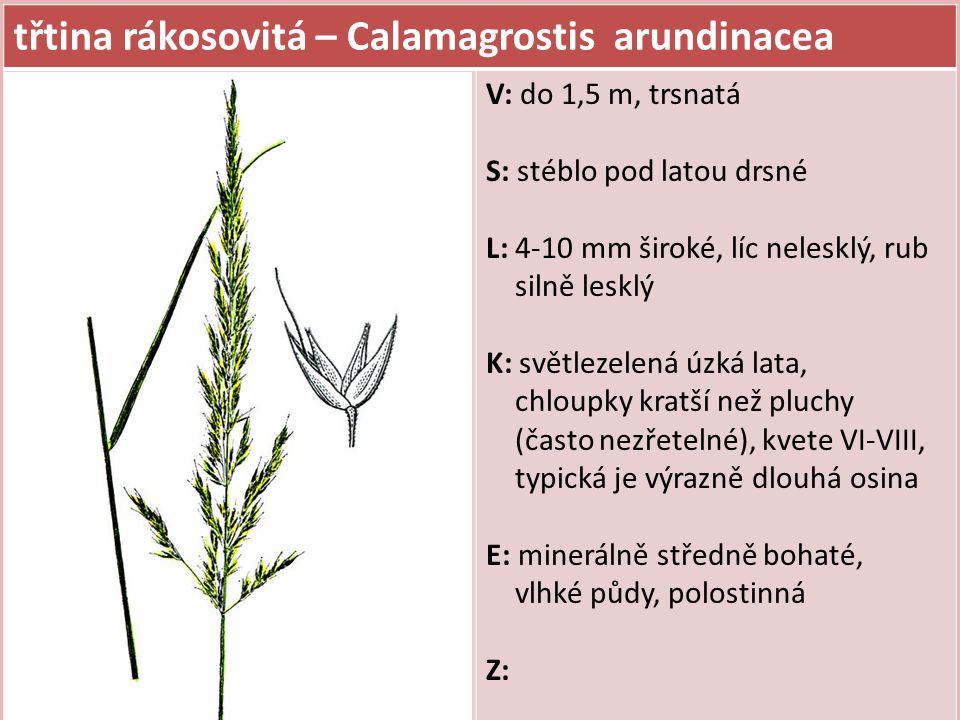 třtina rákosovitá – Calamagrostis arundinacea