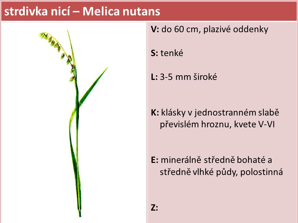 strdivka nicí – Melica nutans