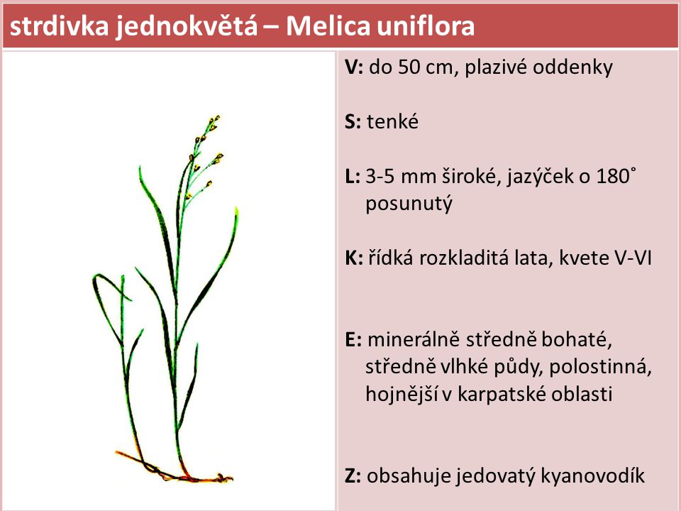 strdivka jednokvětá – Melica uniflora
