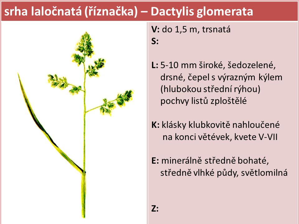 srha laločnatá (říznačka) – Dactylis glomerata