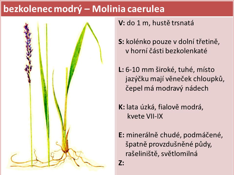 bezkolenec modrý – Molinia caerulea