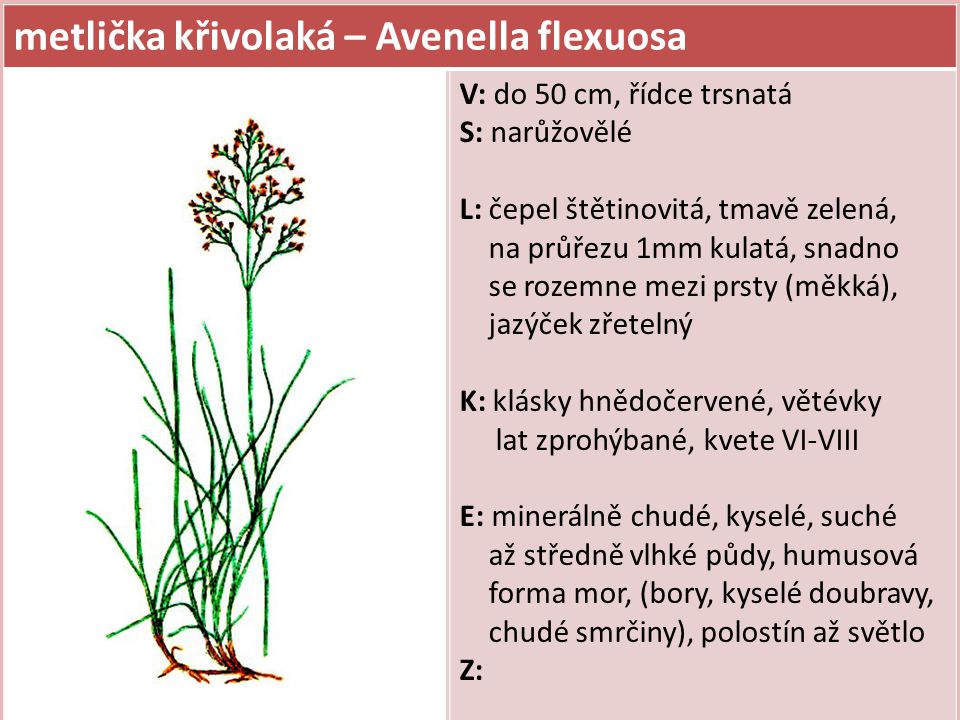 metlička křivolaká – Avenella flexuosa