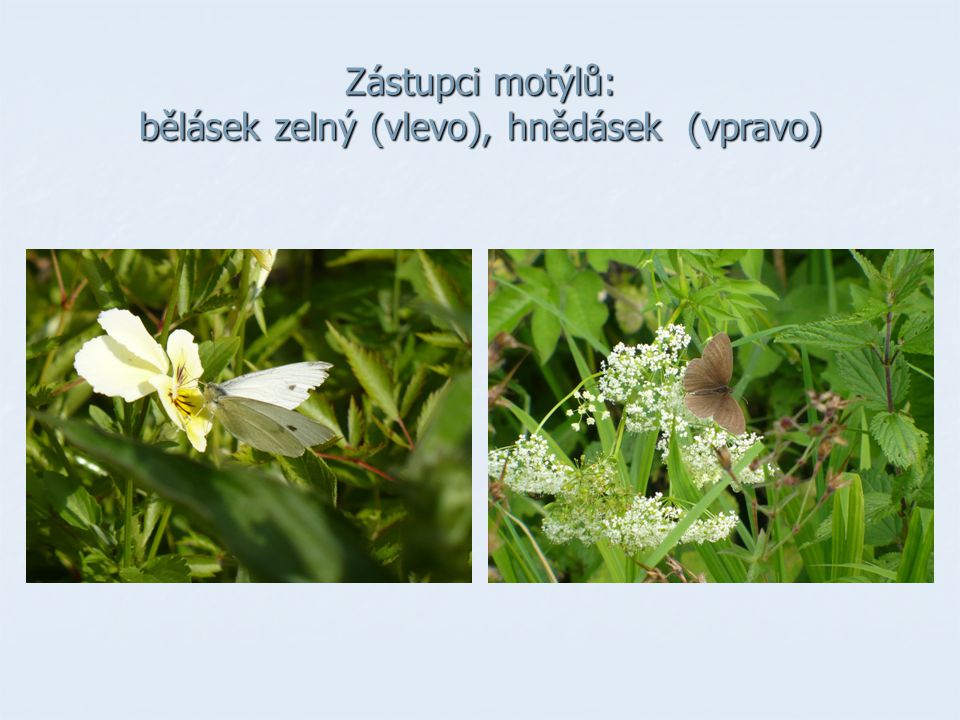 Zástupci motýlů: bělásek zelný (vlevo), hnědásek (vpravo)