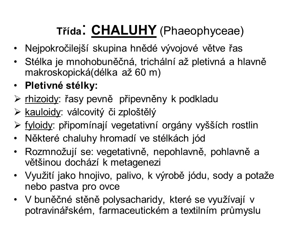 Třída: CHALUHY (Phaeophyceae)