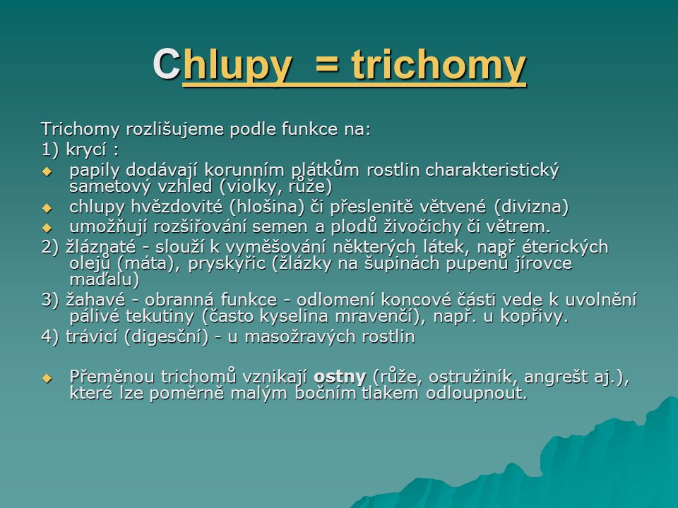 Chlupy = trichomy Trichomy rozlišujeme podle funkce na: 1) krycí :