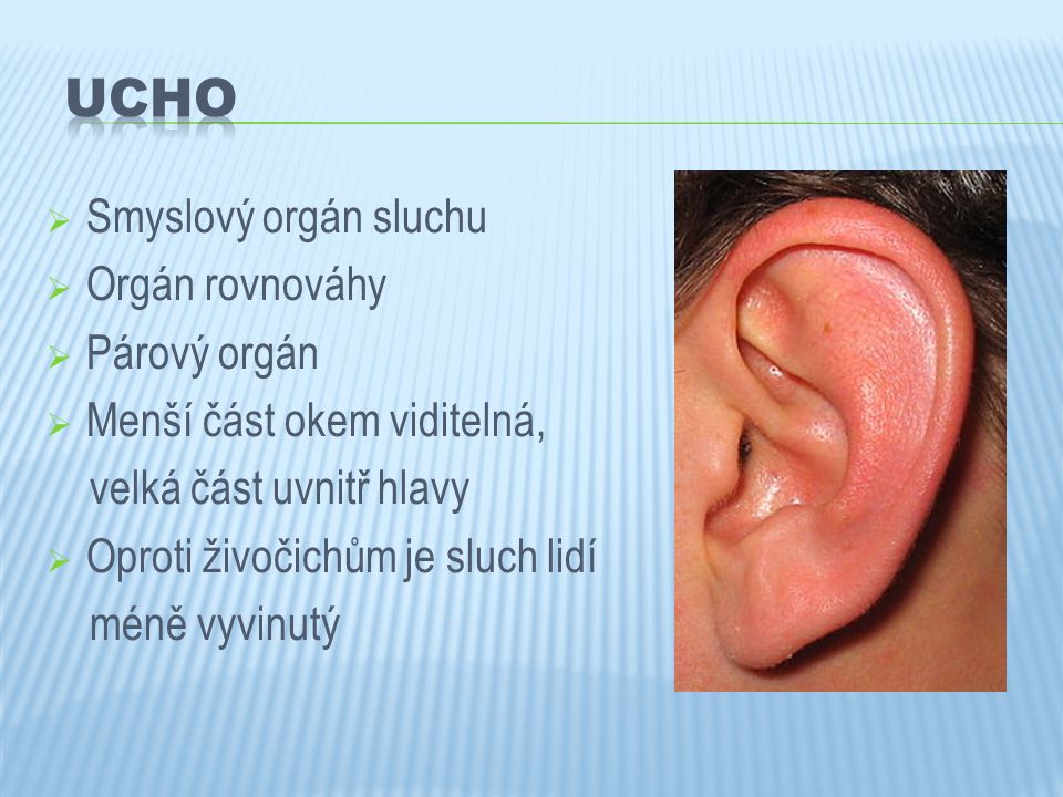 UCHO Smyslový orgán sluchu Orgán rovnováhy Párový orgán