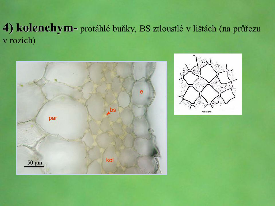 4) kolenchym- protáhlé buňky, BS ztloustlé v lištách (na průřezu v rozích)
