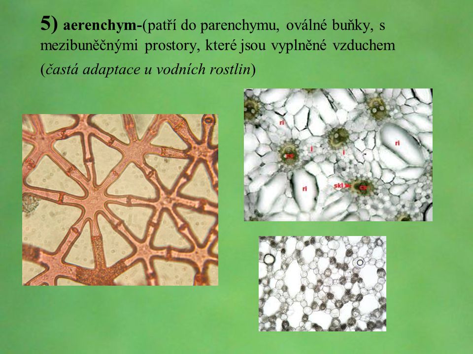 5) aerenchym-(patří do parenchymu, oválné buňky, s mezibuněčnými prostory, které jsou vyplněné vzduchem (častá adaptace u vodních rostlin)