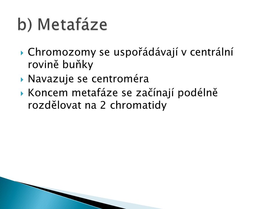 b) Metafáze Chromozomy se uspořádávají v centrální rovině buňky