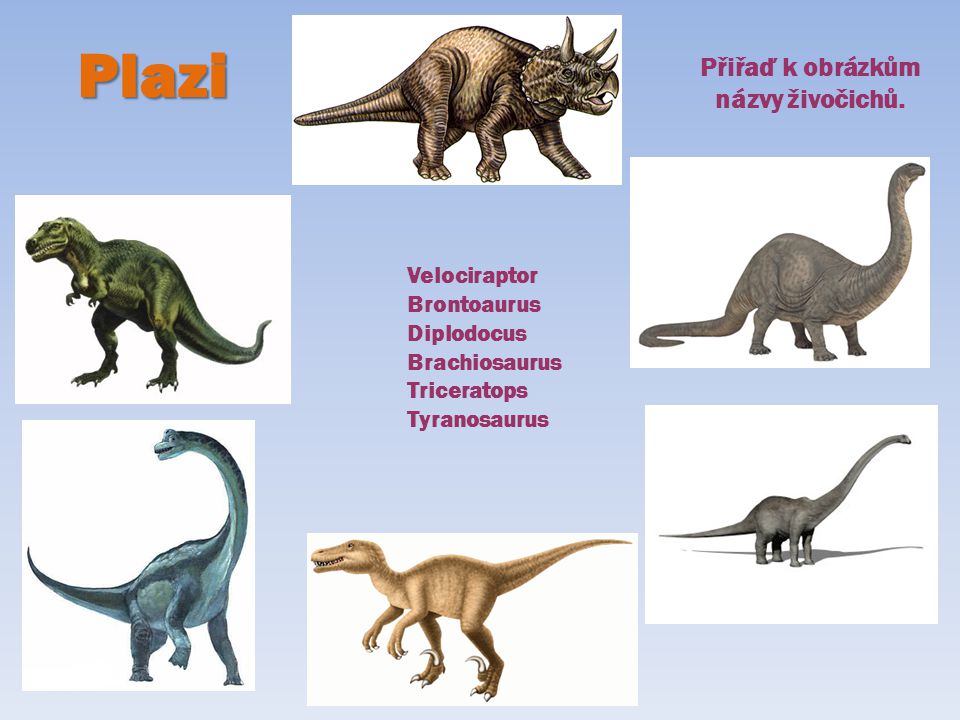 Plazi Přiřaď k obrázkům názvy živočichů. Velociraptor Brontoaurus