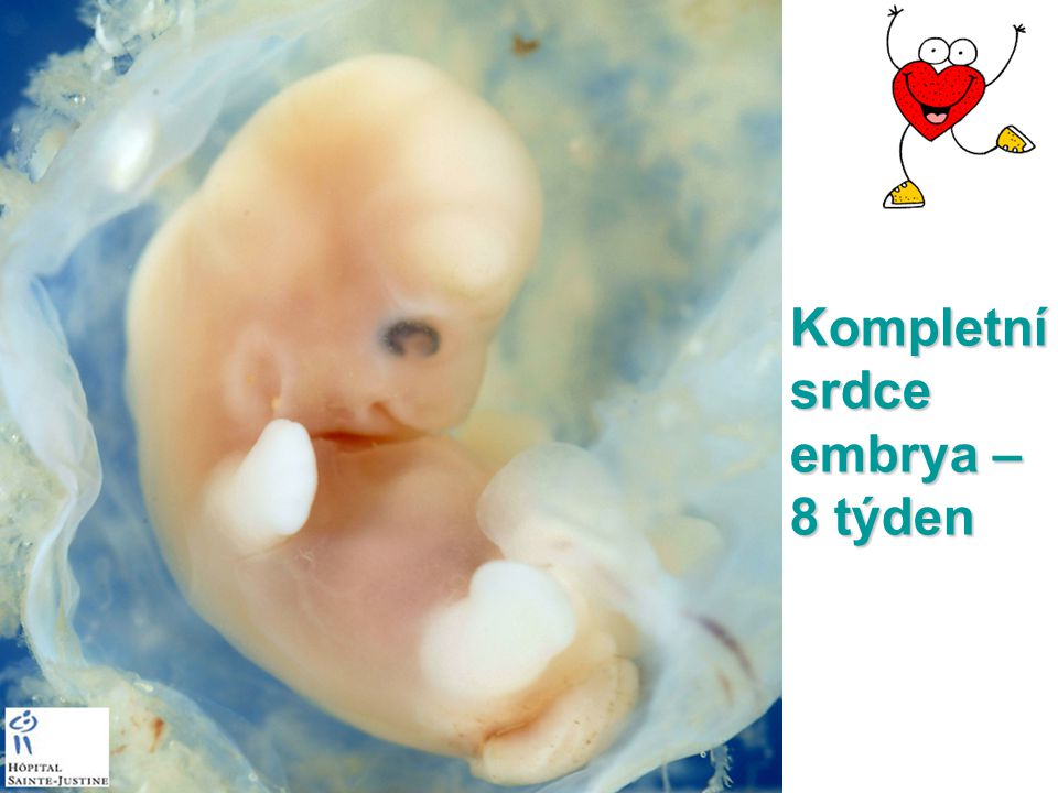 Kompletní srdce embrya – 8 týden