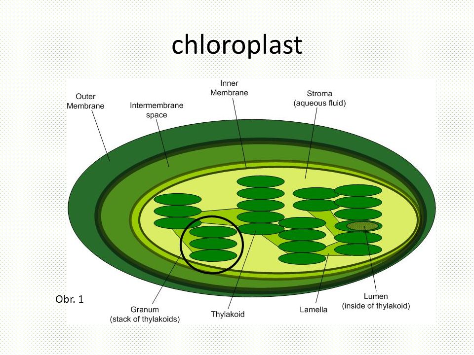 chloroplast Obr. 1
