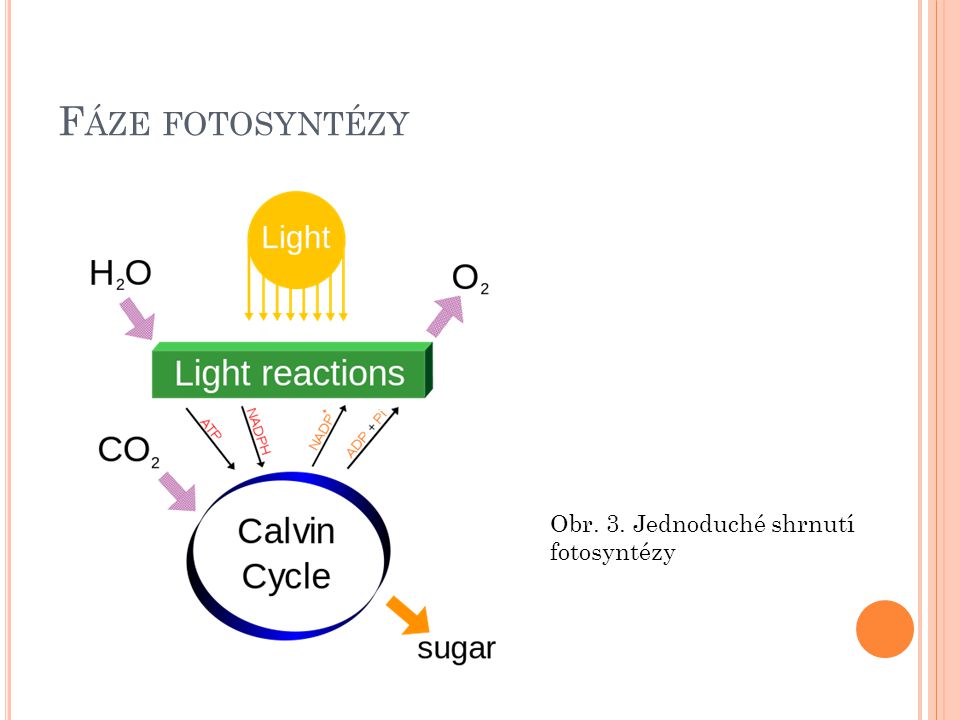 Fáze fotosyntézy Obr. 3. Jednoduché shrnutí fotosyntézy