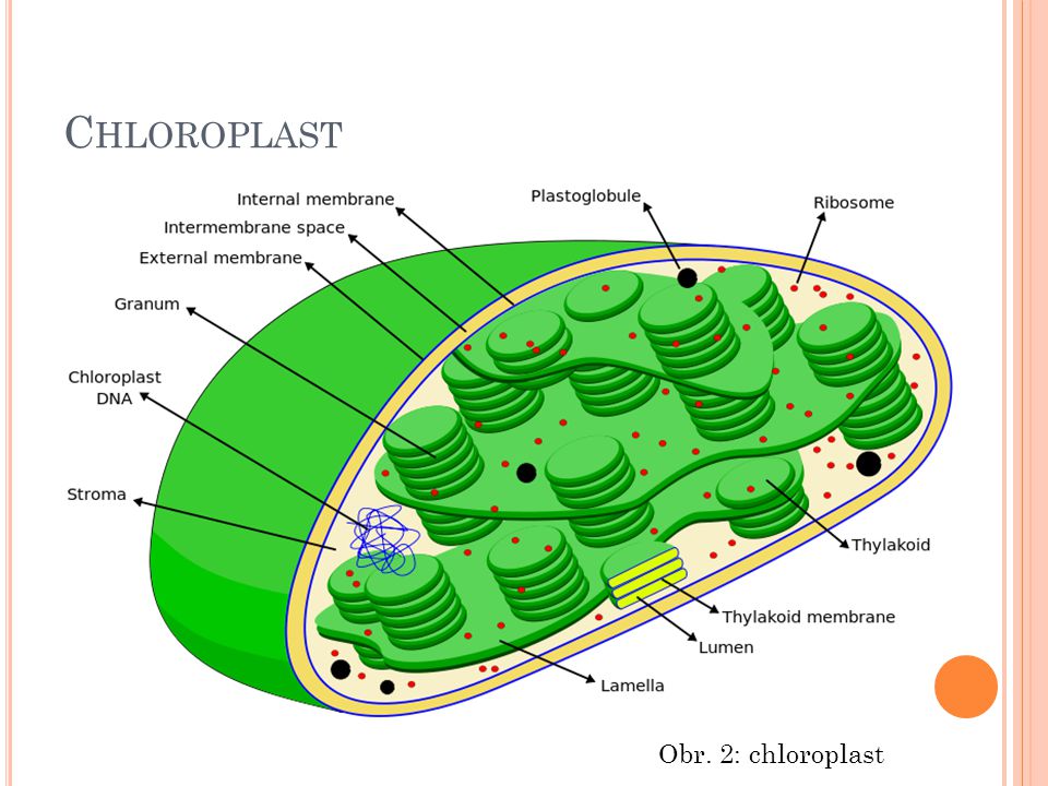 Chloroplast Obr. 2: chloroplast