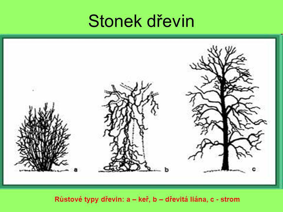 Stonek dřevin Růstové typy dřevin: a – keř, b – dřevitá liána, c - strom
